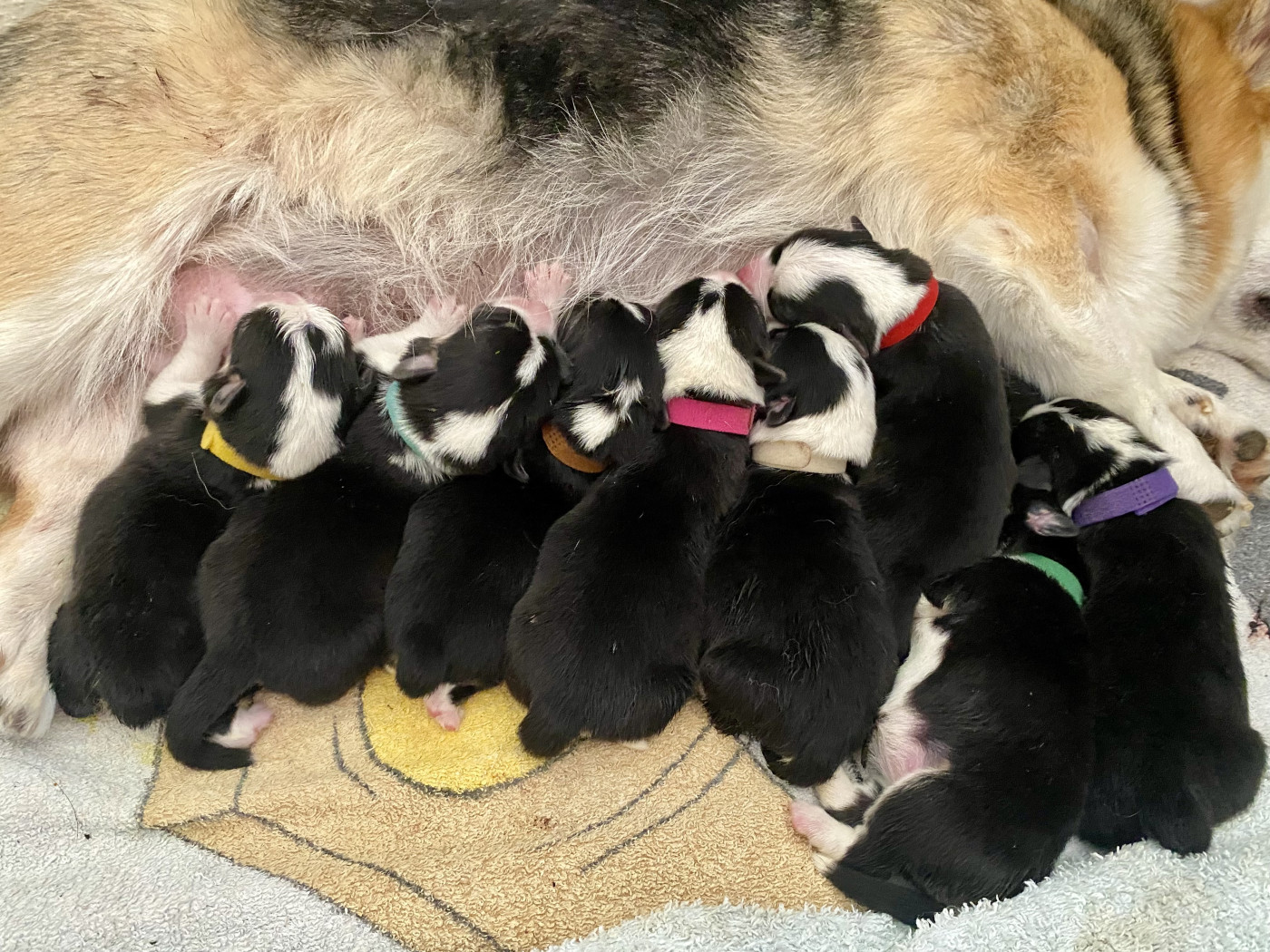 Chiot Welsh Corgi Pembroke Du Royaume D’Undy