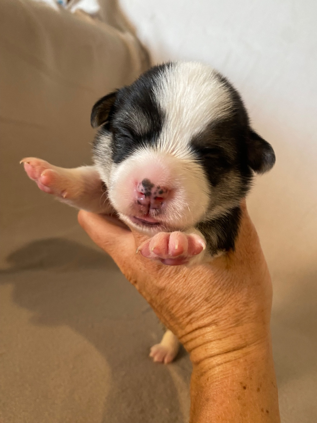 Du Royaume D’Undy - Chiots disponibles - Welsh Corgi Pembroke