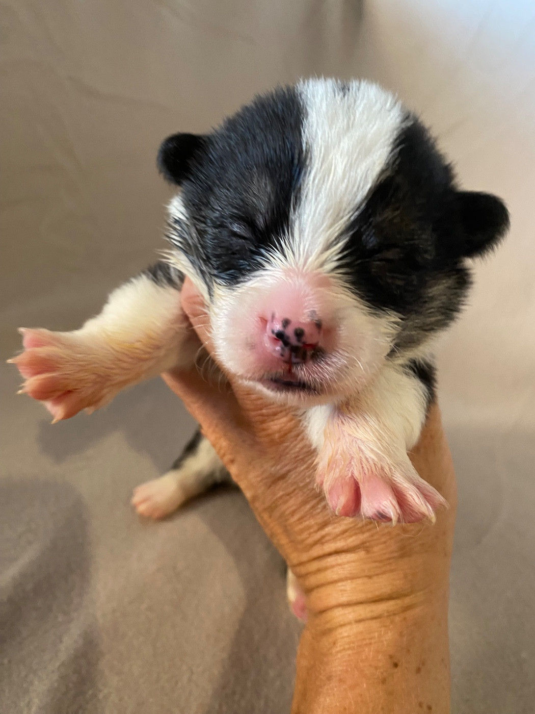 Du Royaume D’Undy - Chiots disponibles - Welsh Corgi Pembroke