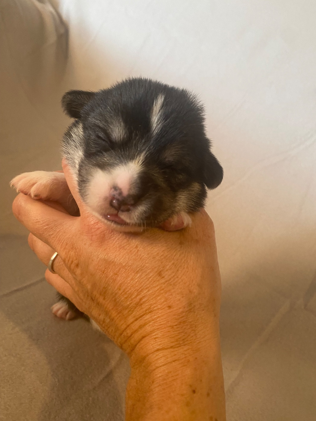 Du Royaume D’Undy - Chiots disponibles - Welsh Corgi Pembroke