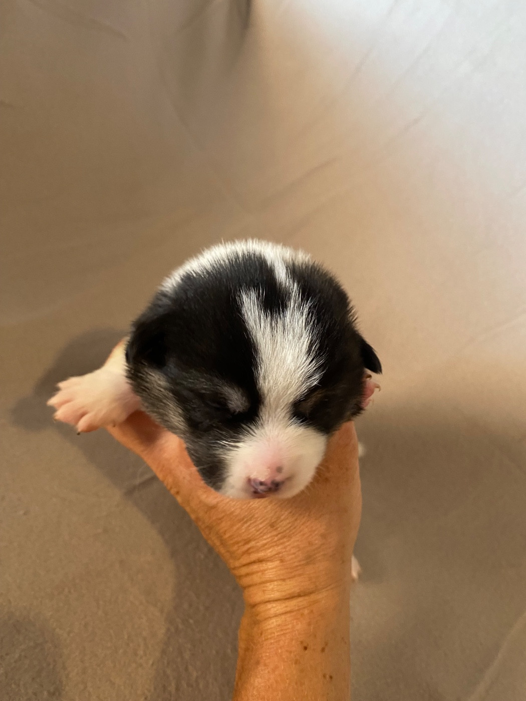 Du Royaume D’Undy - Chiots disponibles - Welsh Corgi Pembroke