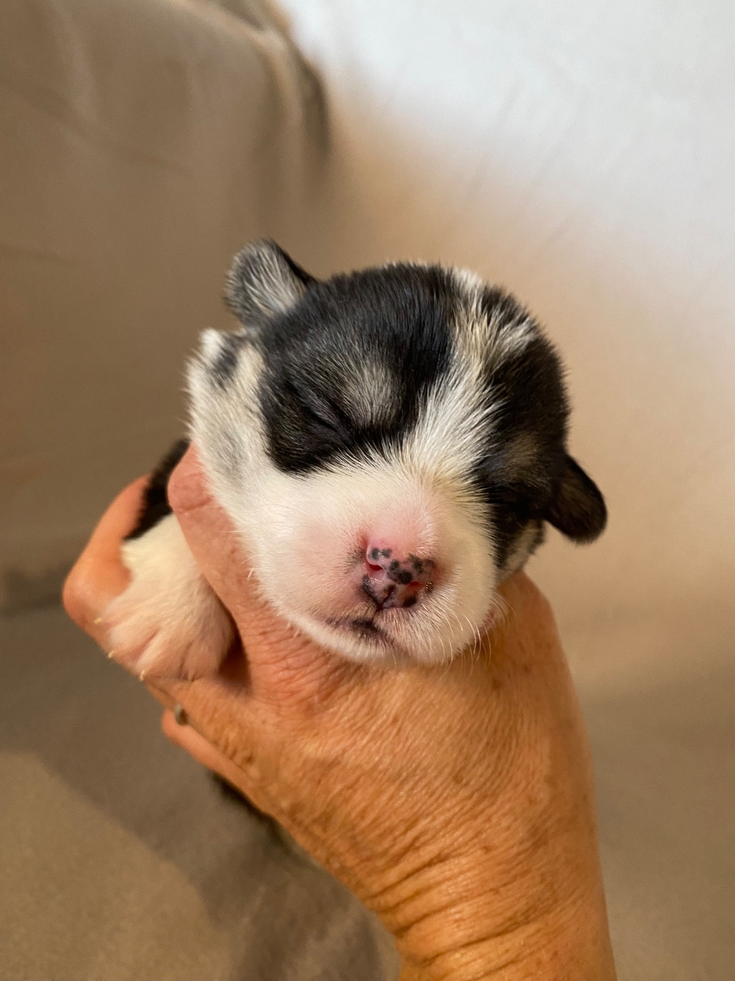 Du Royaume D’Undy - Chiots disponibles - Welsh Corgi Pembroke