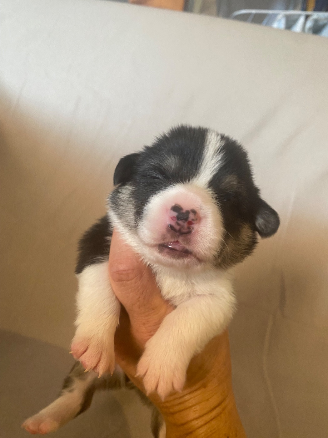 Du Royaume D’Undy - Chiots disponibles - Welsh Corgi Pembroke