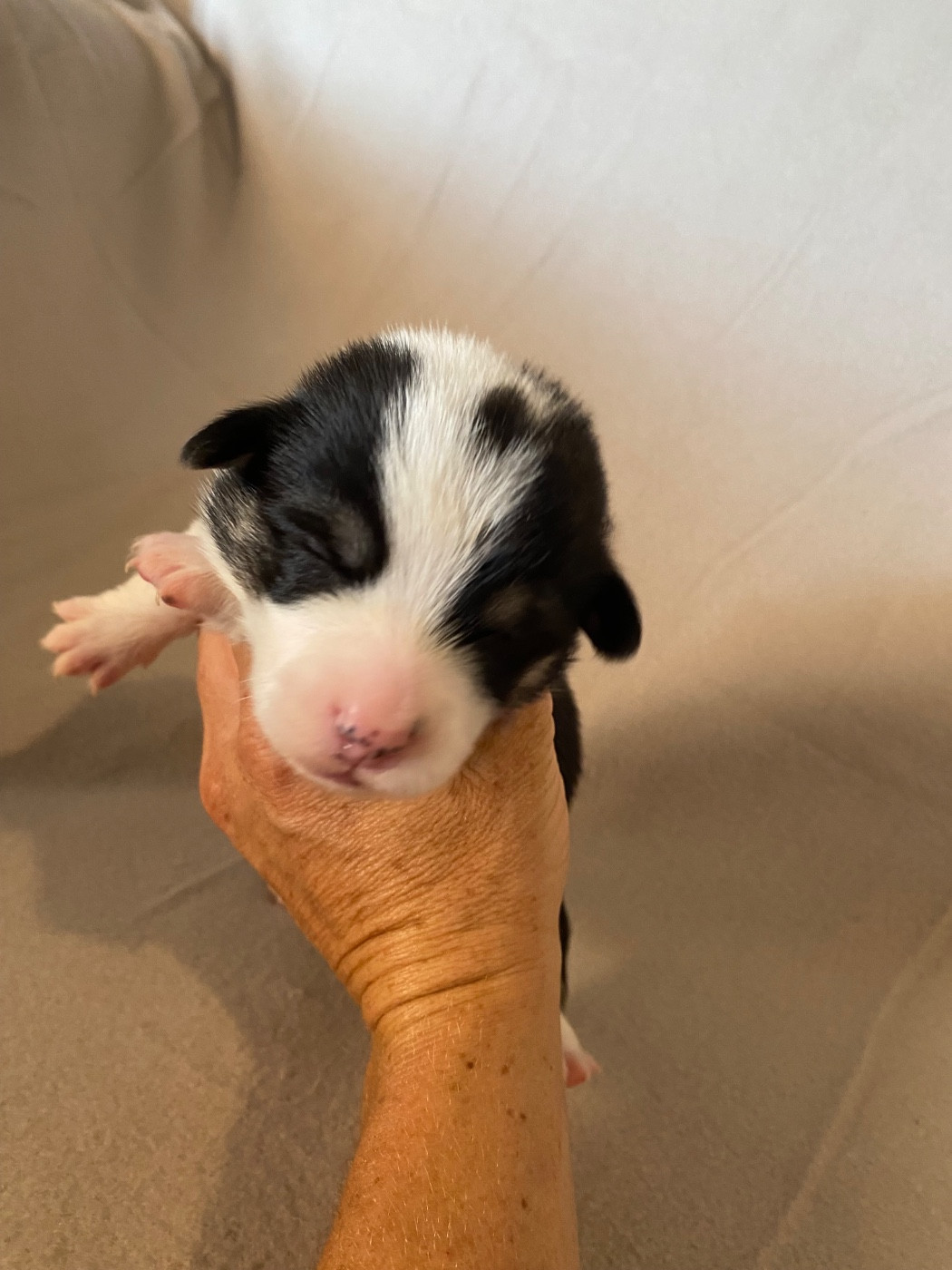 Du Royaume D’Undy - Chiots disponibles - Welsh Corgi Pembroke