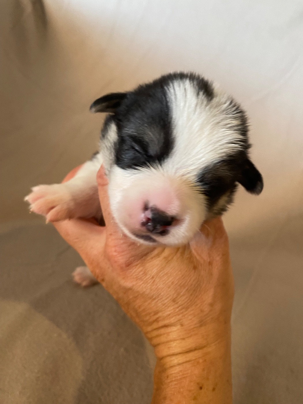 Du Royaume D’Undy - Chiots disponibles - Welsh Corgi Pembroke