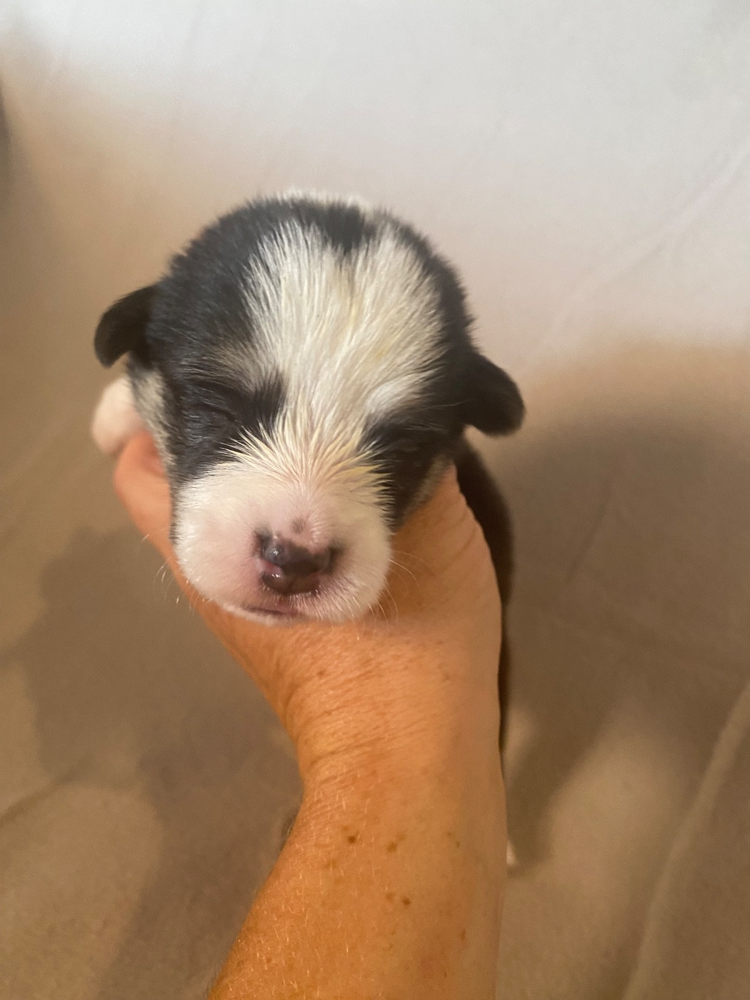 Du Royaume D’Undy - Chiots disponibles - Welsh Corgi Pembroke