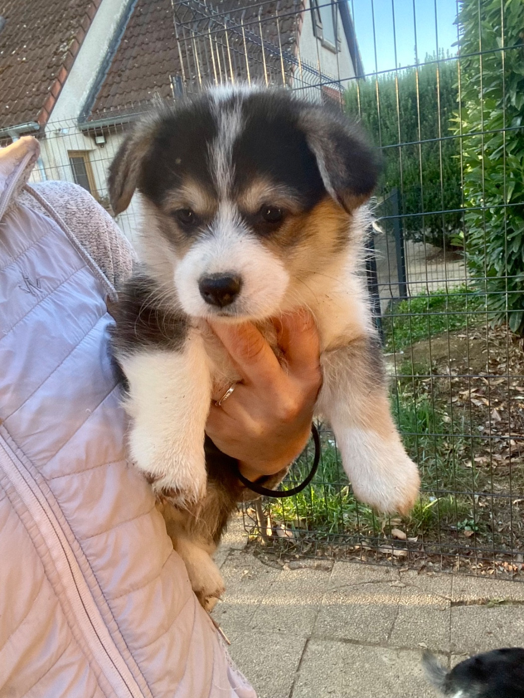 Du Royaume D’Undy - Chiots disponibles - Welsh Corgi Pembroke