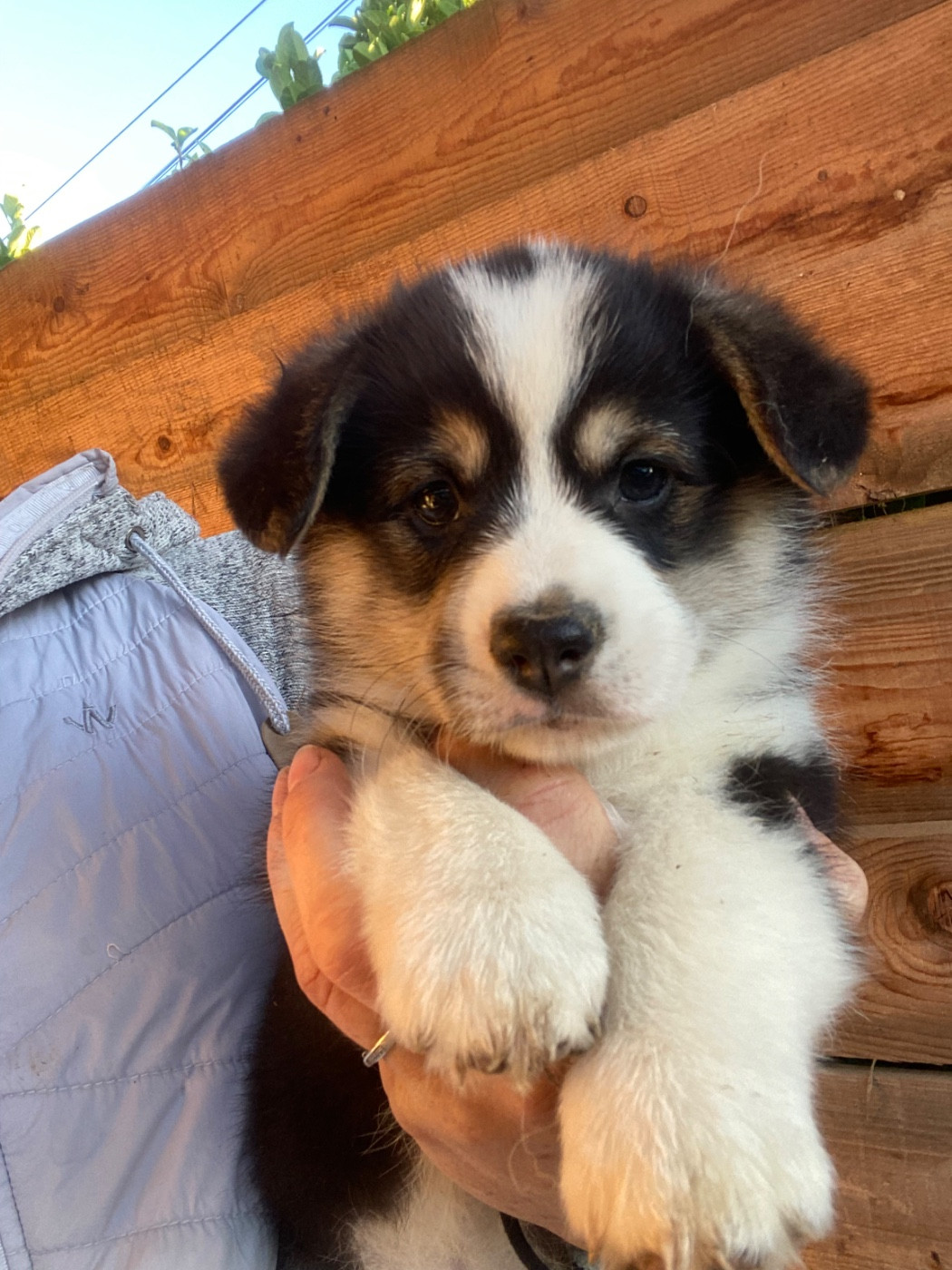 Du Royaume D’Undy - Chiots disponibles - Welsh Corgi Pembroke